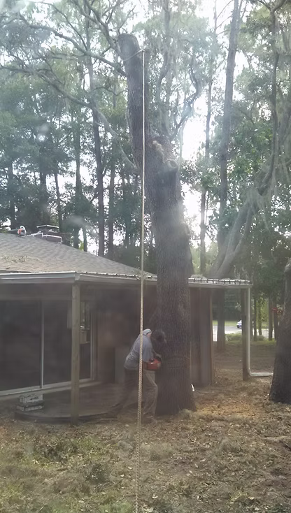 Tree Removal — project image 1