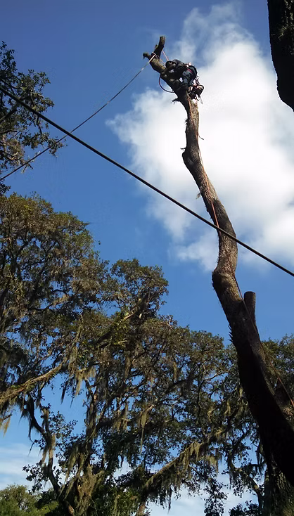 Tree Removal — project image 2